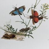 Illustration ancienne "insectes", années 60.