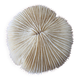 White coral 1970s seashell large size
