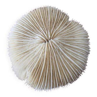 White coral 1970s seashell large size