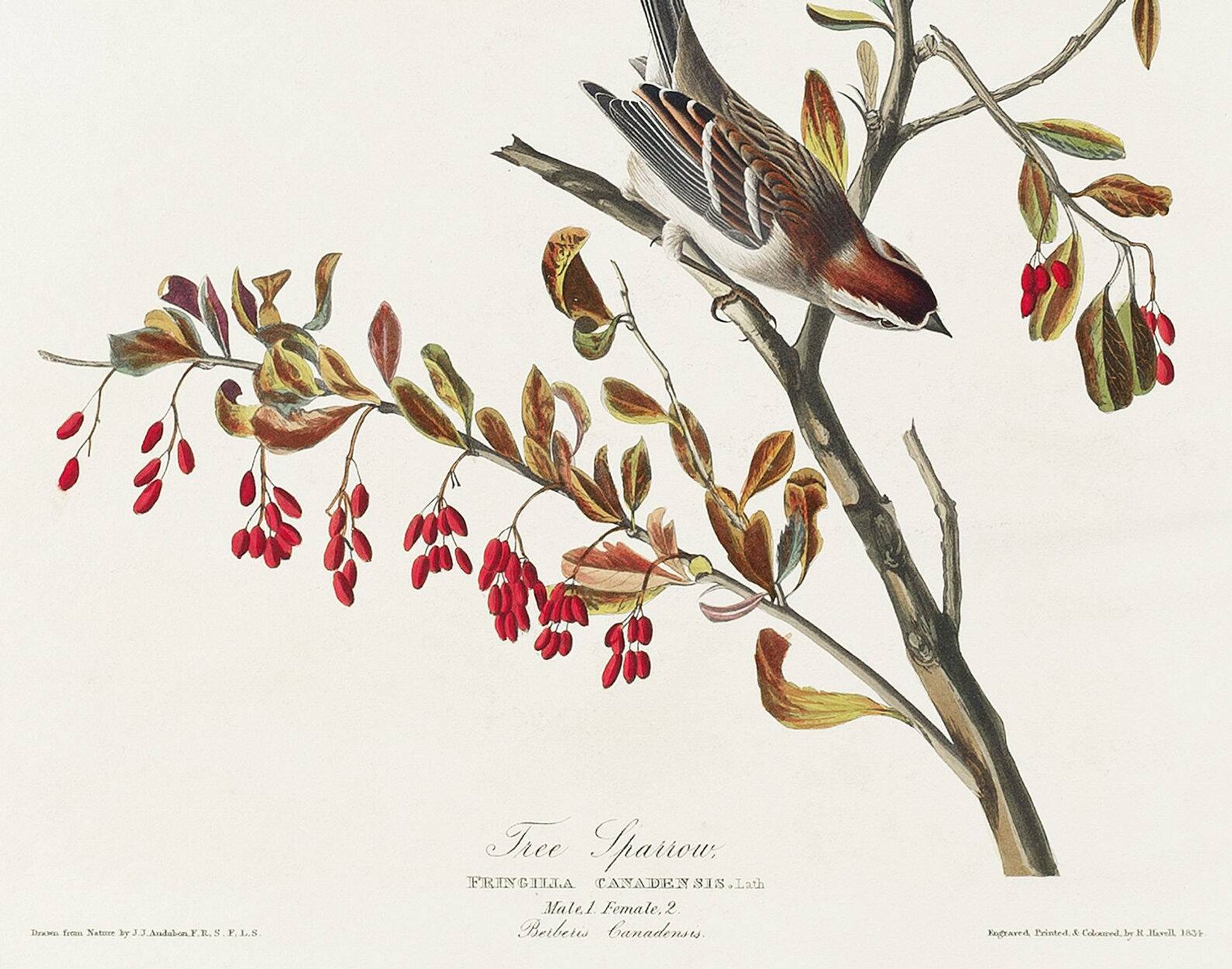 Poster about the Tree Sparrow, based on an old engraving from 1827.
