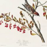 Poster about the Tree Sparrow, based on an old engraving from 1827.