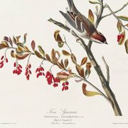 Poster about the Tree Sparrow, based on an old engraving from 1827.