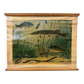 Affiche scolaire en lin vintage – Poissons d'eau douce