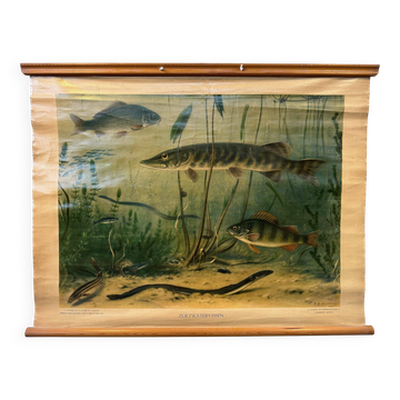 Vintage linen school chart – Freshwater fish