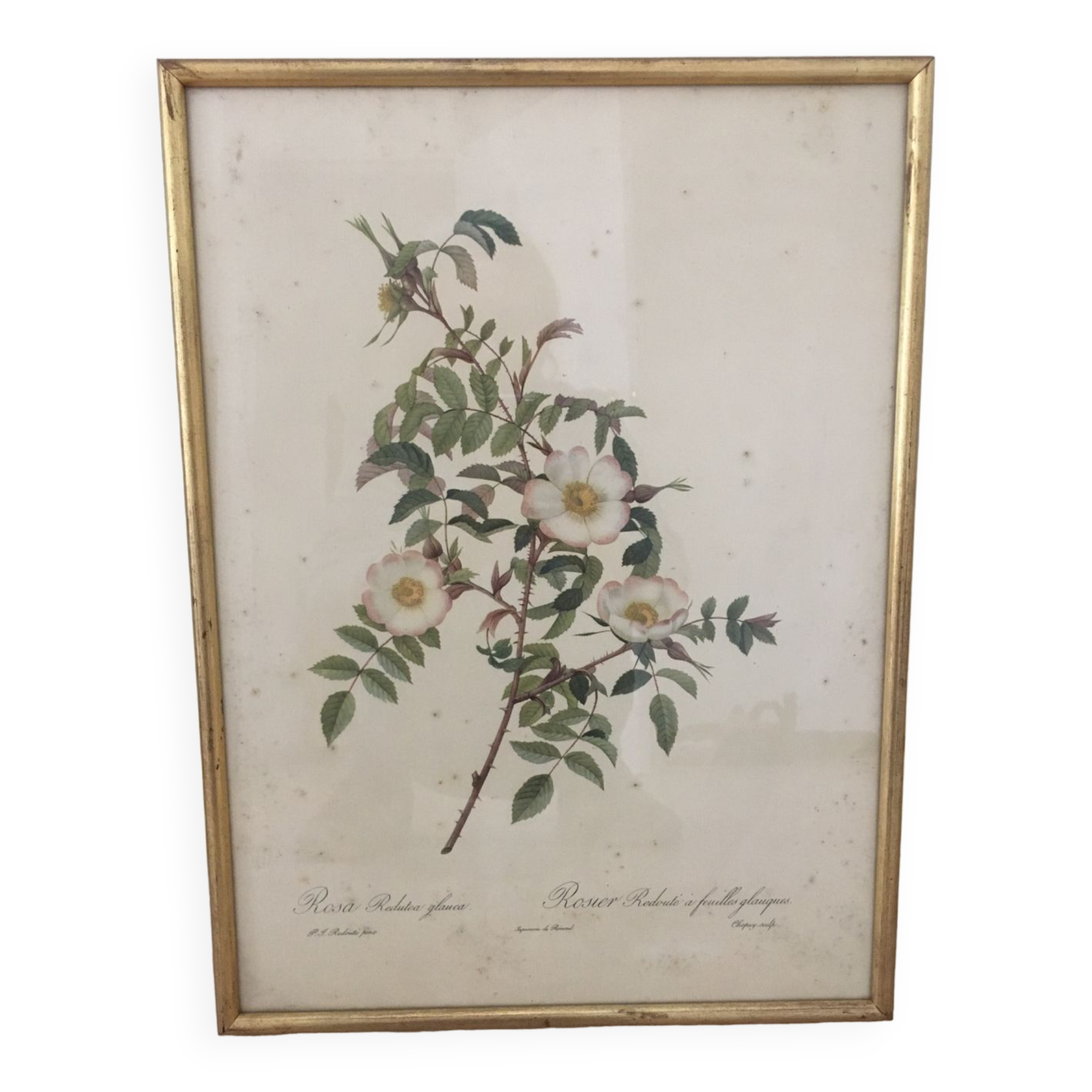 Naturalistic drawing Old Rose .