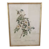 Dessin naturaliste Rose Ancienne .