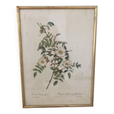 Naturalistic drawing Old Rose .