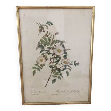 Naturalistic drawing Old Rose .