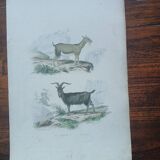 Affiche - gravure zoologique ancienne - chèvre et bouc (mi 19ème)