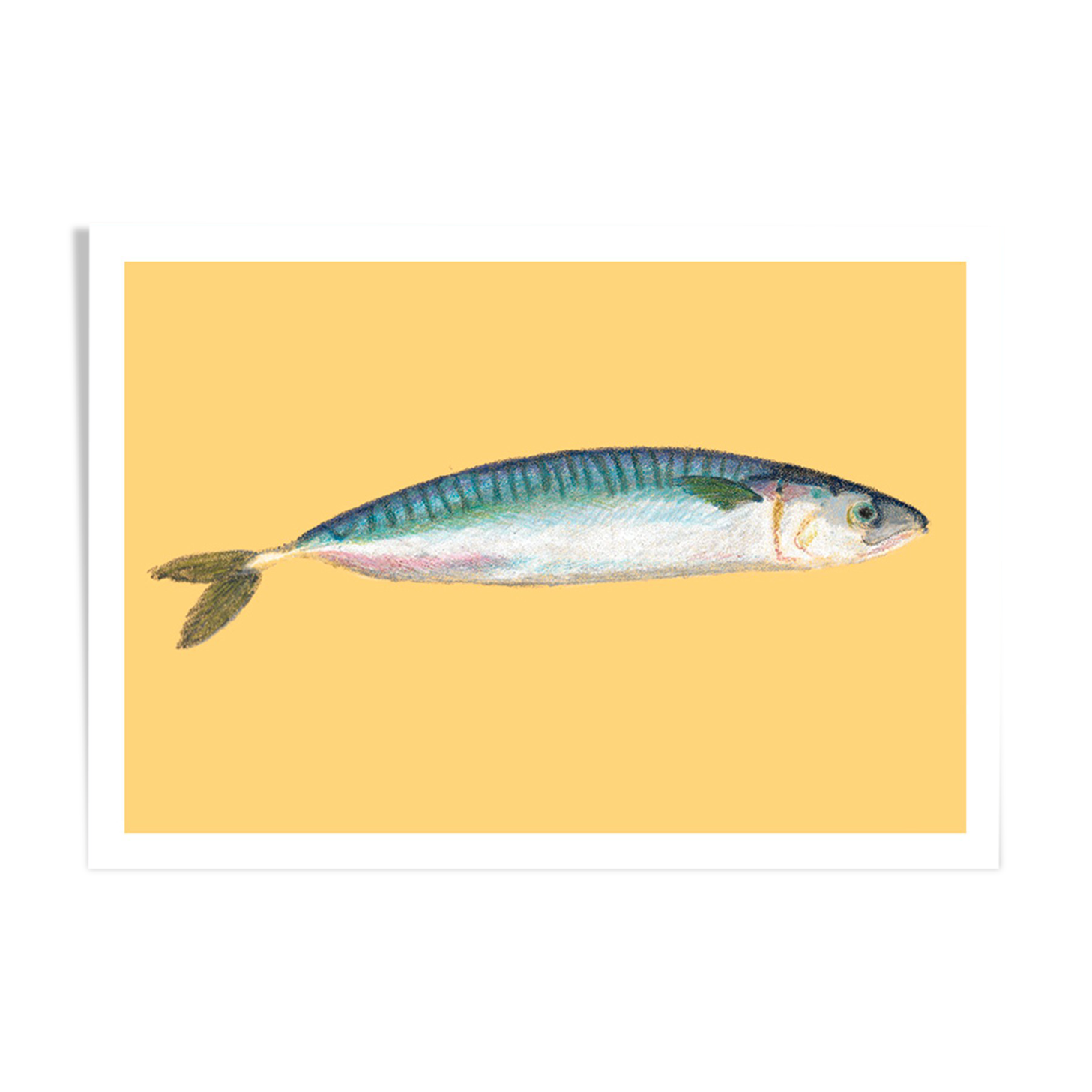 Still life - Mackerel