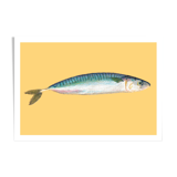 Still life - Mackerel