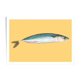 Still life - Mackerel