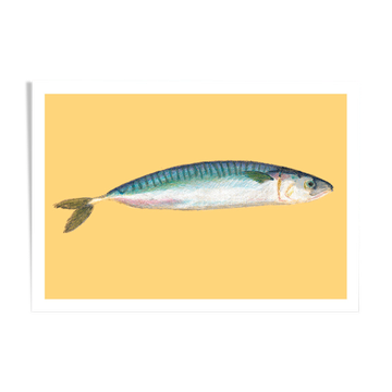 Still life - Mackerel