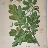 Old botanical plates XIXth