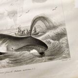 Antique engraving from 1849 - Whale - de Travies, Orbigny - ocean, cetacean