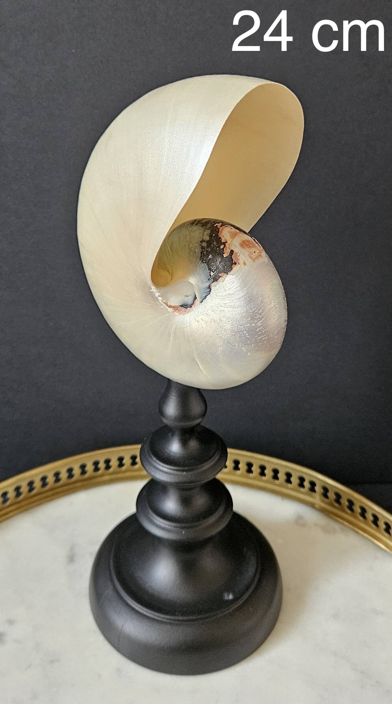Nautilus / Pearly Nautilus, Black Turned Wood Base H: 24 cm