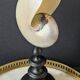 Nautilus / Pearly Nautilus, Black Turned Wood Base H: 24 cm