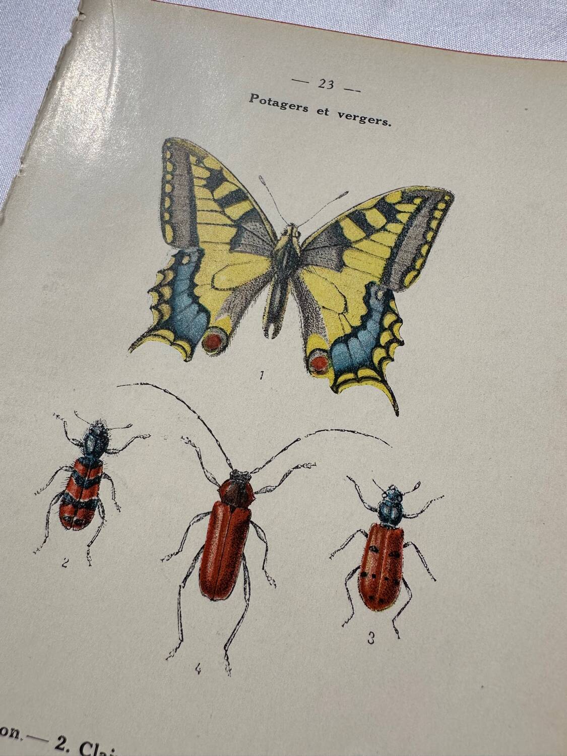 Botanical engraving butterfly double-sided naturalist plate