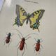 Botanical engraving butterfly double-sided naturalist plate