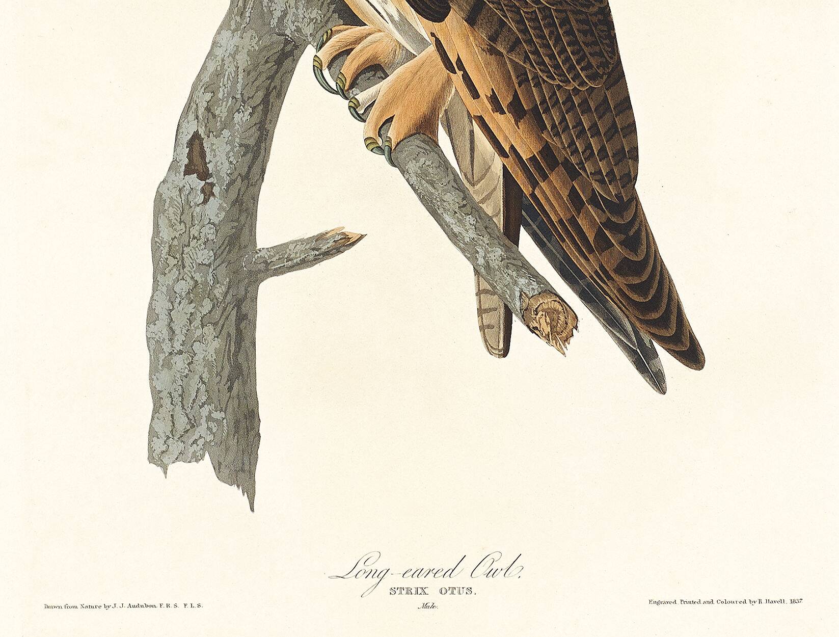 Poster about the Long-eared Owl, based on an old engraving from 1827.