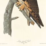 Poster about the Long-eared Owl, based on an old engraving from 1827.