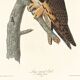 Poster about the Long-eared Owl, based on an old engraving from 1827.