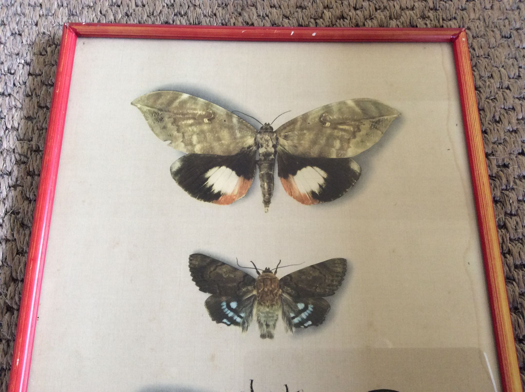Gravure papillons