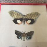 Butterfly engraving