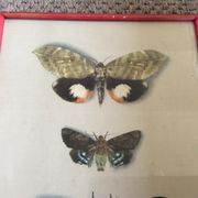 Gravure papillons