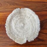 White coral 1970s seashell large size