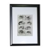 Original zoological plate " little grey of siberia, palmiste,... - buffon 1838