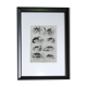 Original zoological plate "Siberian grey heron, palm tree,... - Buffon 1838