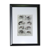 Original zoological plate "Siberian grey heron, palm tree,... - Buffon 1838