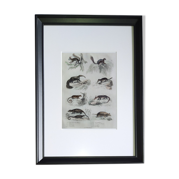 Original zoological plate "Siberian grey heron, palm tree,... - Buffon 1838