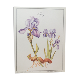 Planche botanique Iris