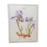 Iris botanical board