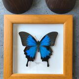 Butterfly Ulysses Indonesia