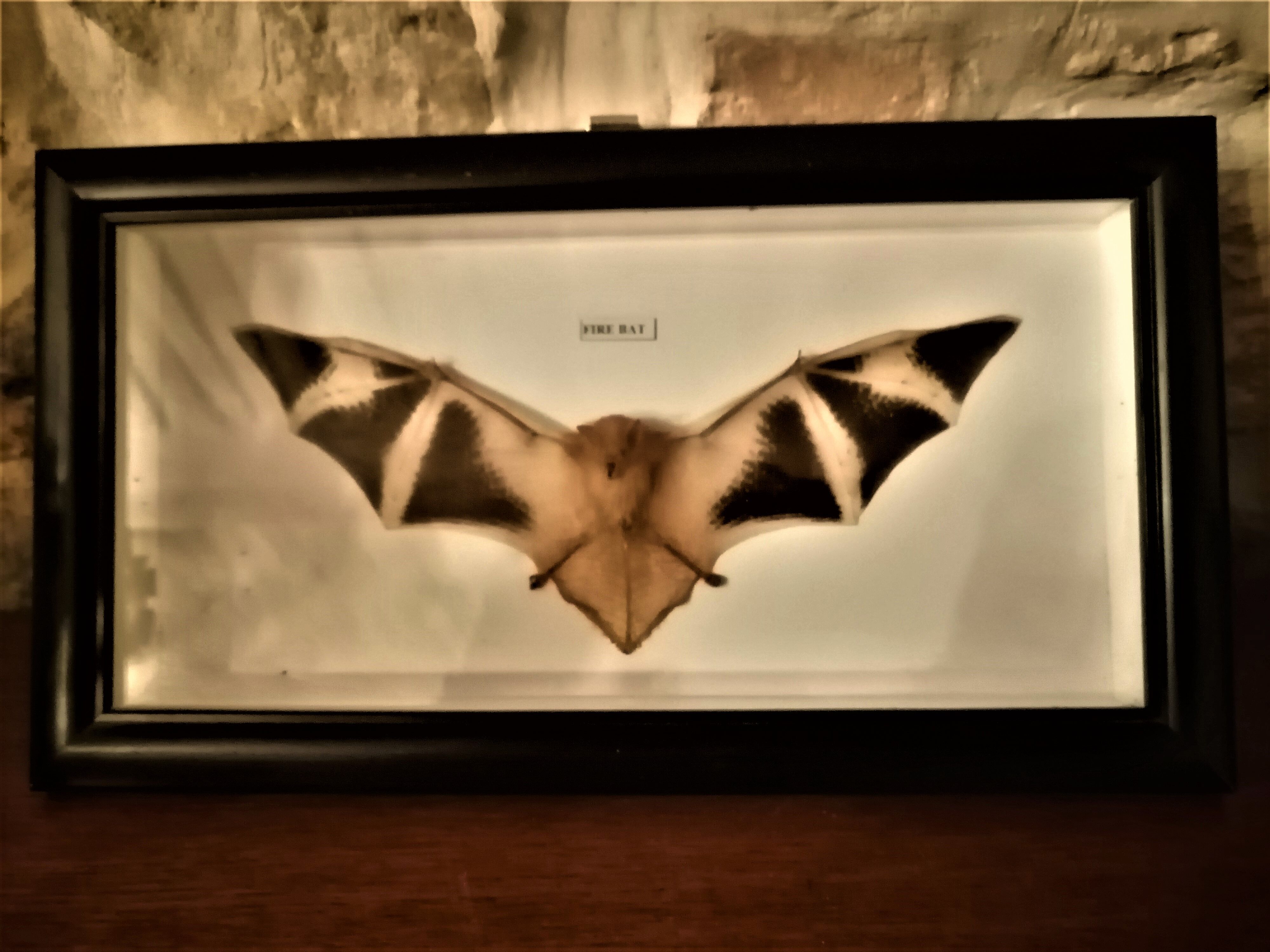 Curiosity, taxidermy, entomology, stuffed bat