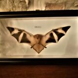 Curiosity, taxidermy, entomology, stuffed bat