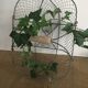 Screened basket for decoration or garden