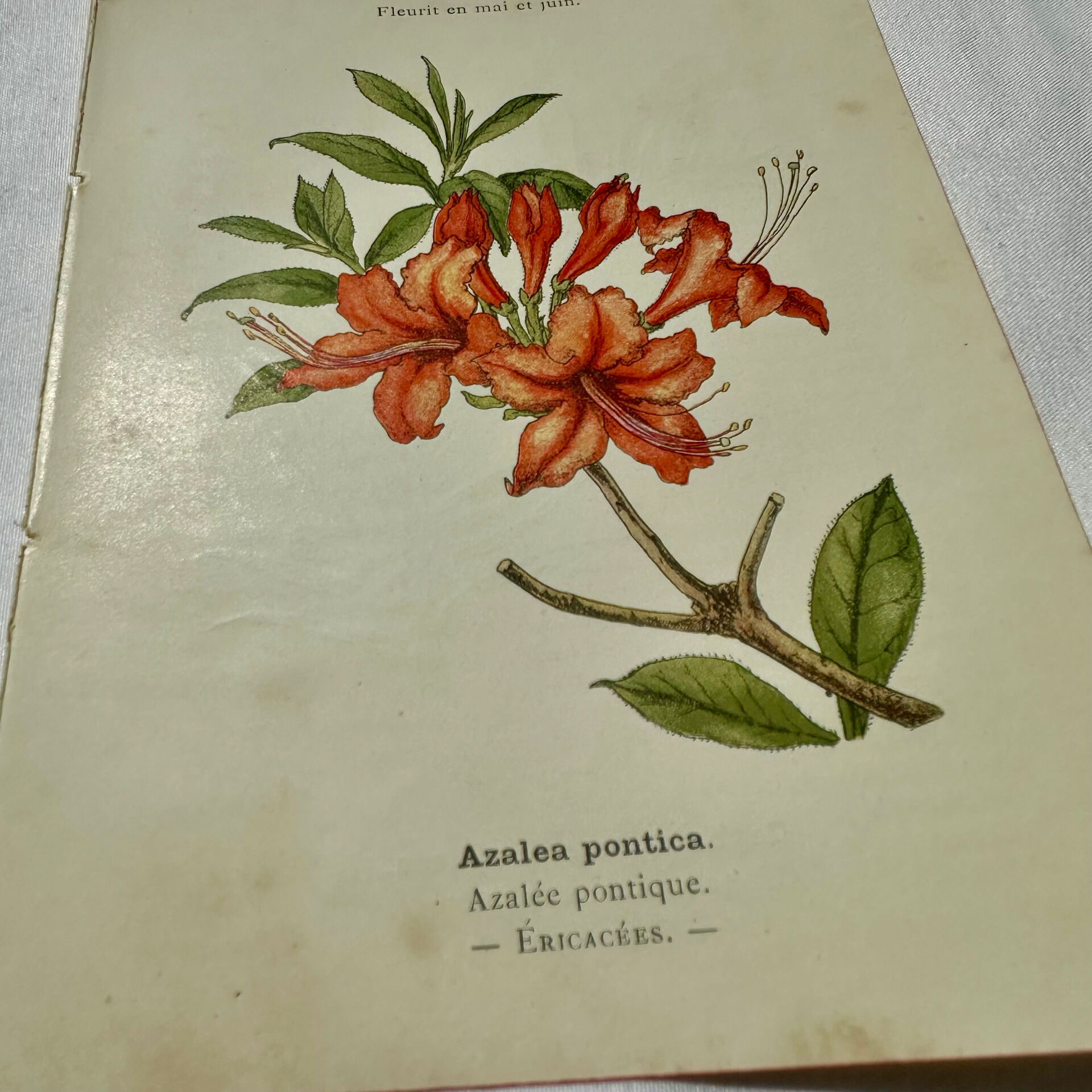 Antique botanical engraving from the 19th century, double-sided, hand-coloured, France.