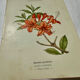 Antique botanical engraving from the 19th century, double-sided, hand-coloured, France.
