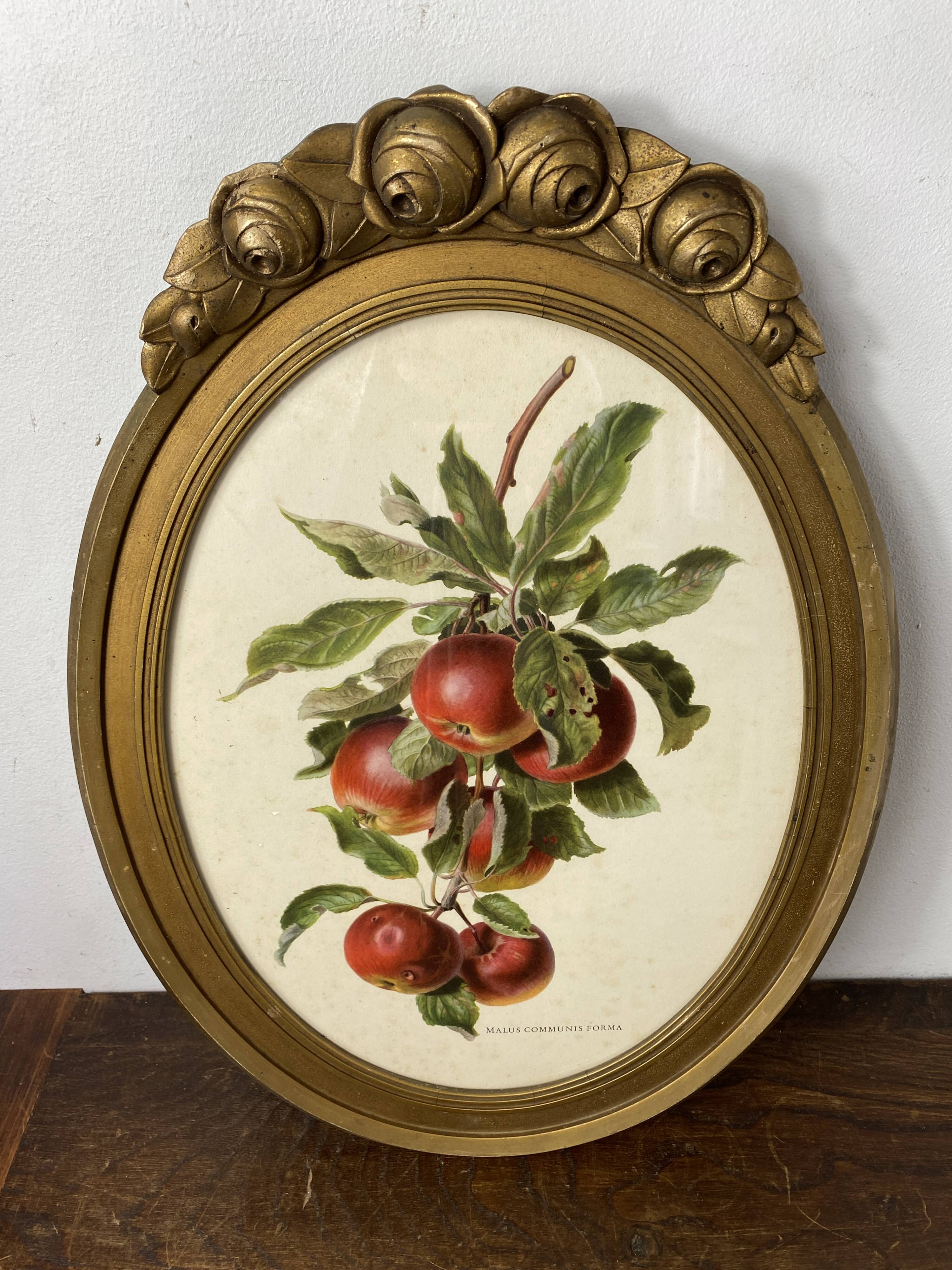 Affiche botanique Malus Communis encadrée