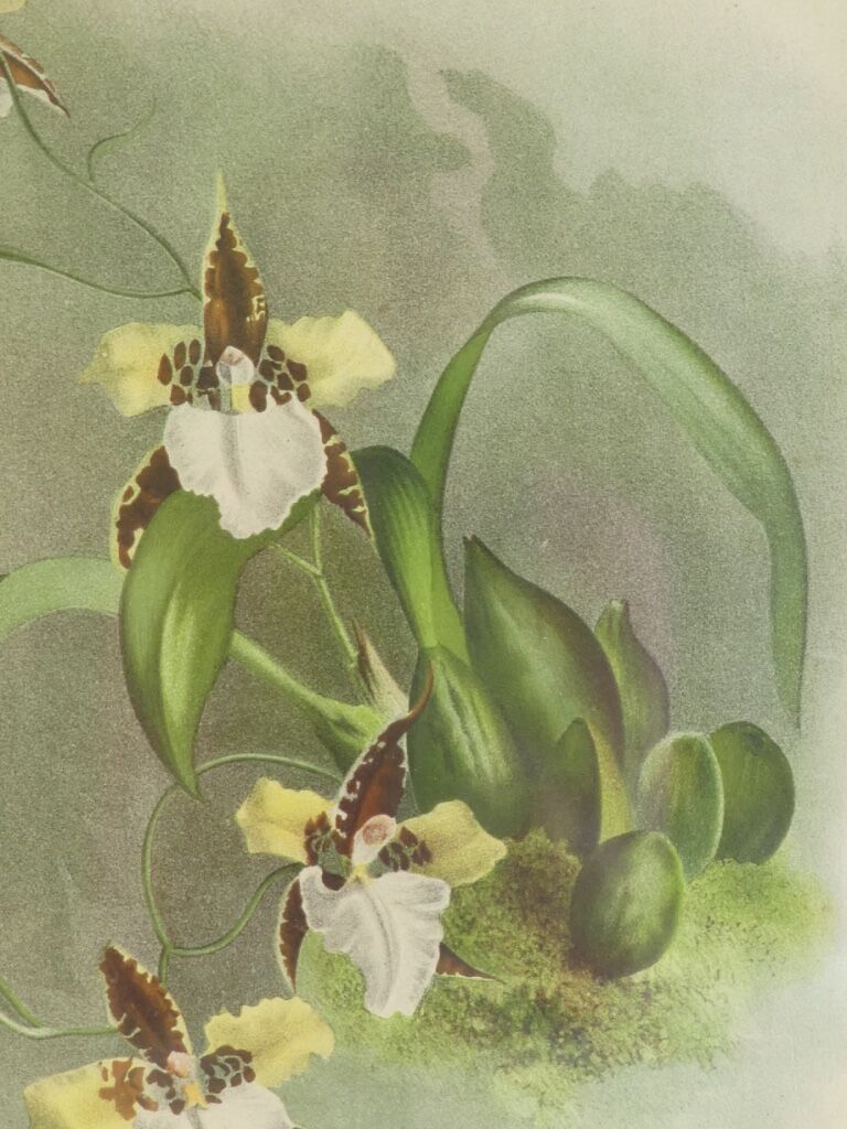 Lithographie d' orchidee planche ancienne cadre doré déco loft