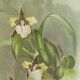 Lithographie d' orchidee planche ancienne cadre doré déco loft