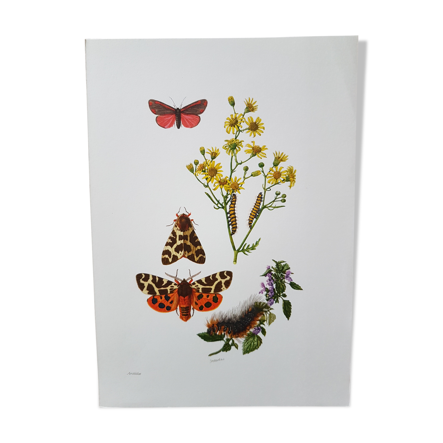 Butterfly insect board