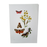 Butterfly insect board