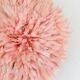 Pink Jujuhat 50 cm