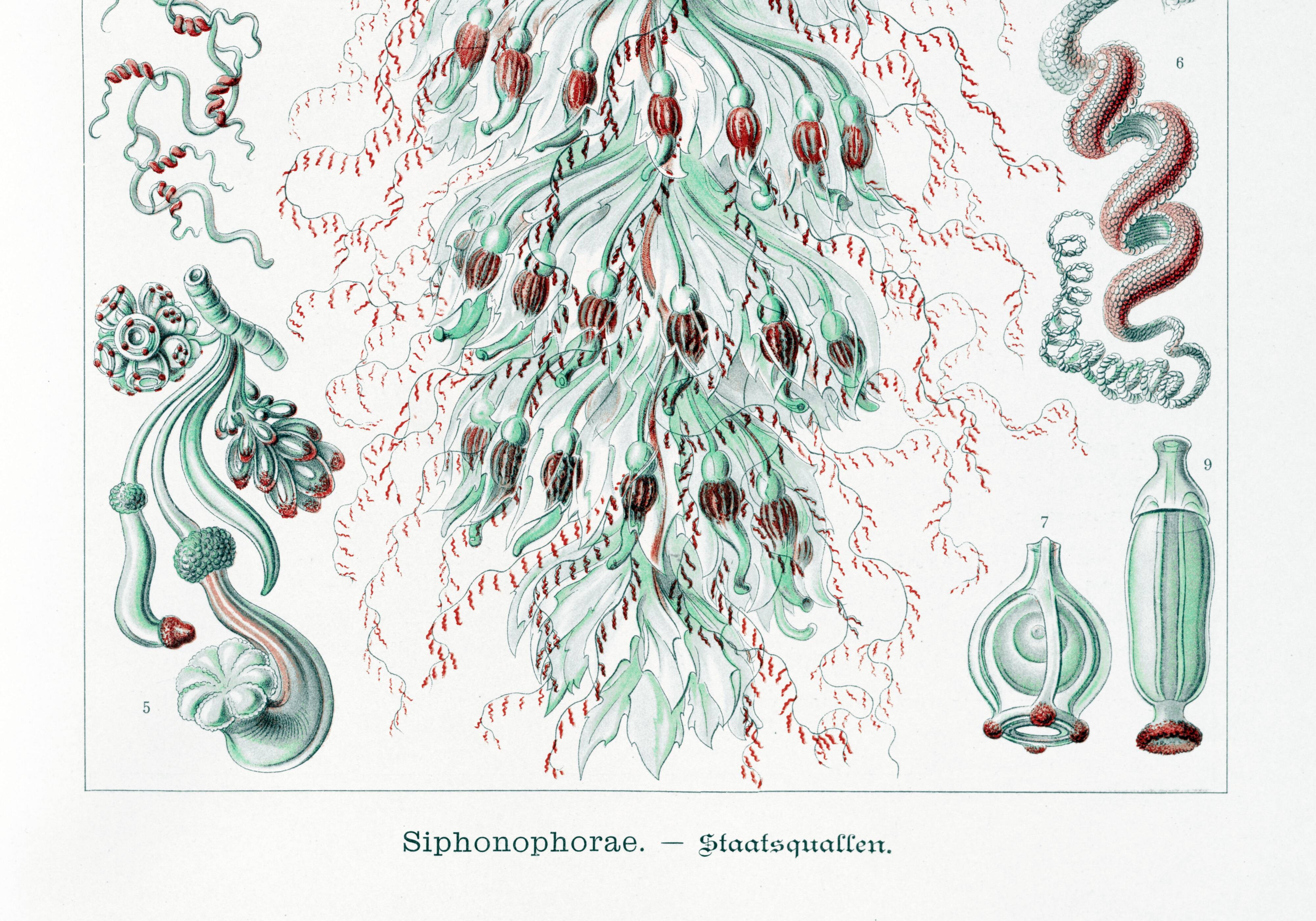 Poster about siphonophore plankton, based on an old lithograph