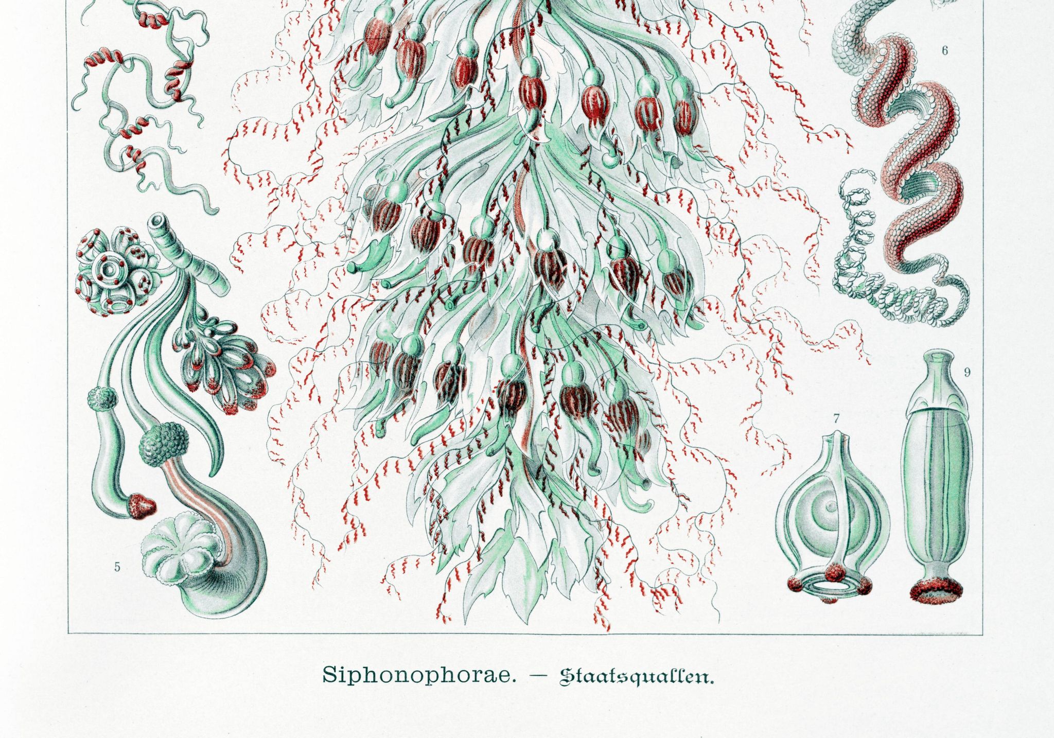 Affiche sur les planctons siphonophores, d’après une lithographie ancienne